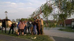 Kleinwudicker Männer beim Aufstellen des Maibaumes 2011