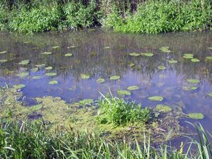 die Stremme kurz vor der Brücke, aufgenommen am 23. Mai 2011